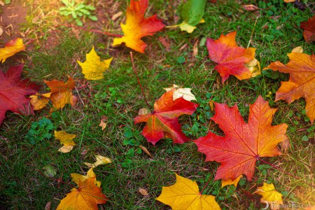 Forbidden Realm Leaves Of Fall autumn casual fall sweet redhead nature outdoor gen-the-hobbit genevieve genthehobbit 1