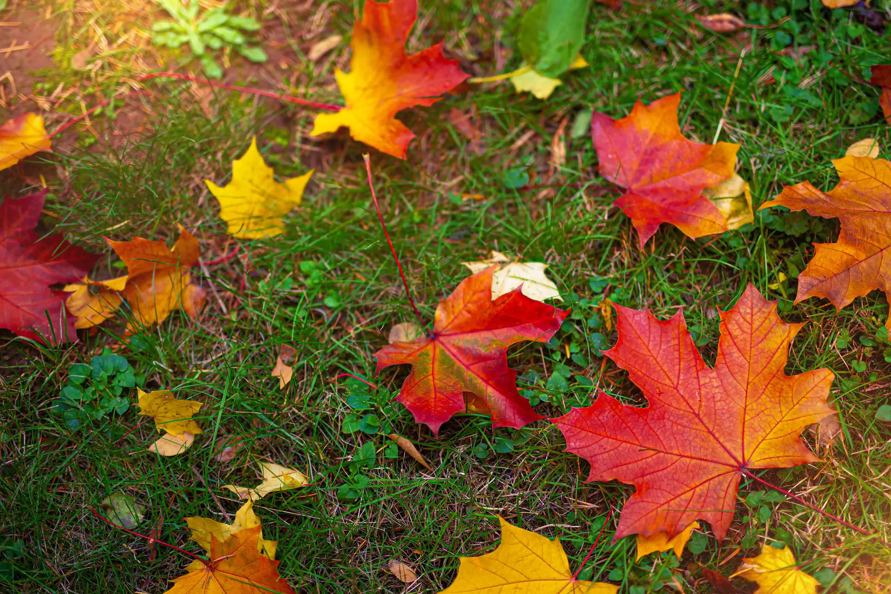 Forbidden Realm Leaves Of Fallautumn casual fall sweet redhead nature outdoor gen-the-hobbit genevieve genthehobbit  Slide